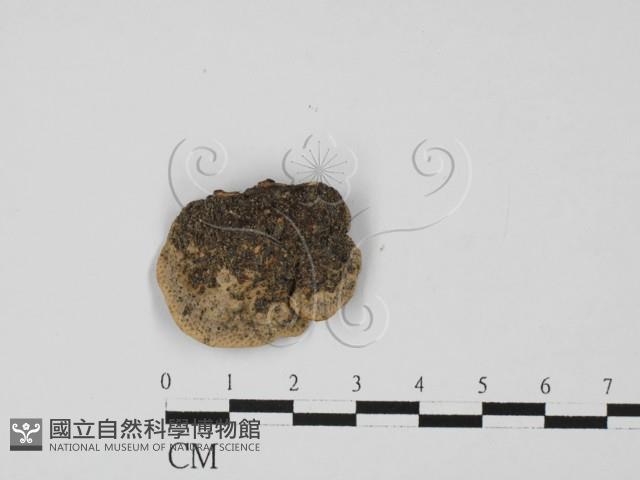 登錄號:F0027365藏品圖，第3張