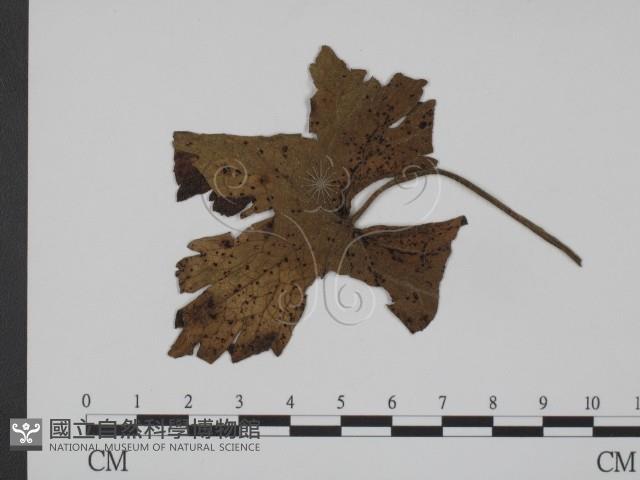 登錄號:F0019365藏品圖，第3張