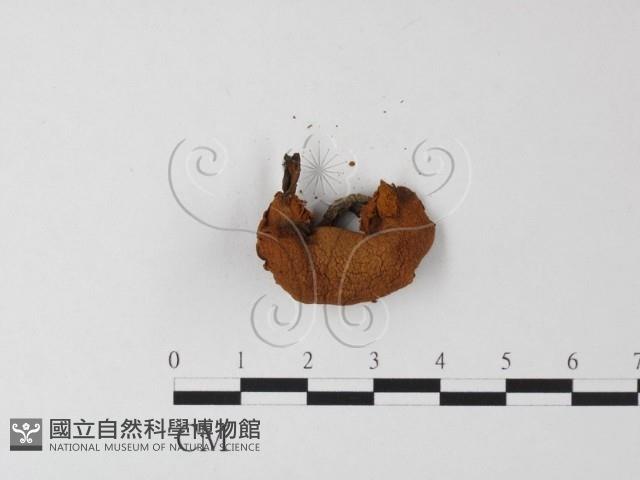 登錄號:F0023365藏品圖，第3張