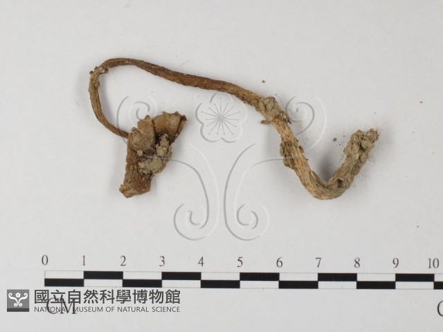 登錄號:F0003365藏品圖，第3張