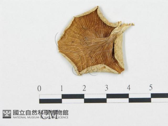 登錄號:F0020225藏品圖，第1張