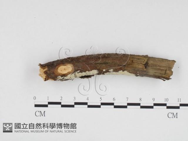 冇骨消絲齒菌藏品圖，第3張