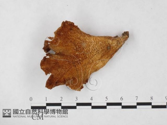 登錄號:F0024225藏品圖，第3張