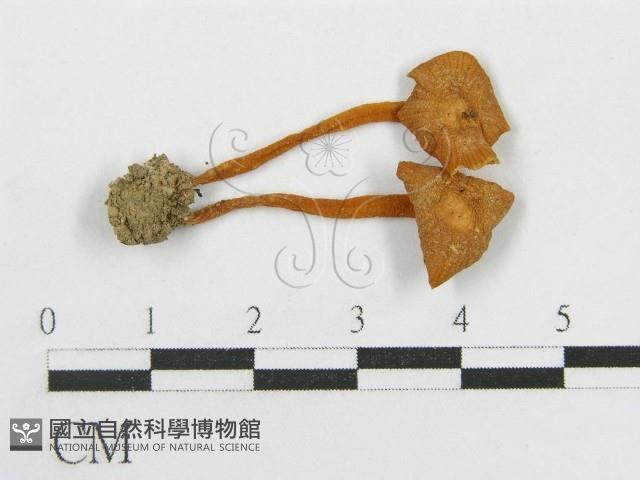 粉褶菌屬藏品圖，第3張