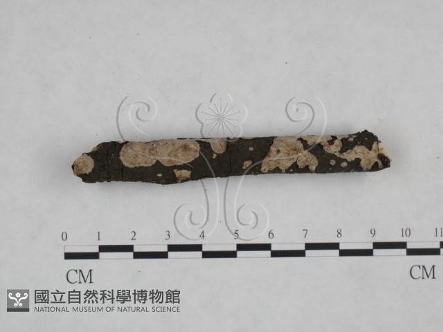 筍殼菌屬藏品圖，第3張