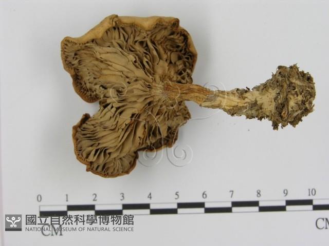 登錄號:F0005225藏品圖，第3張