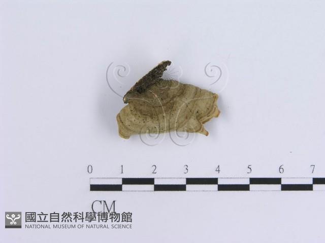 登錄號:F0003225藏品圖，第3張