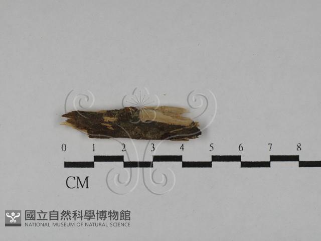 登錄號:F0028825藏品圖，第1張