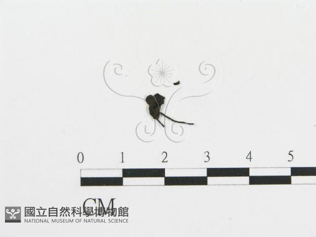 傘菌屬藏品圖，第3張