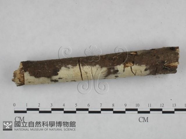 登錄號:F0021825藏品圖，第3張