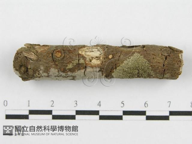 筍殼菌屬藏品圖，第3張