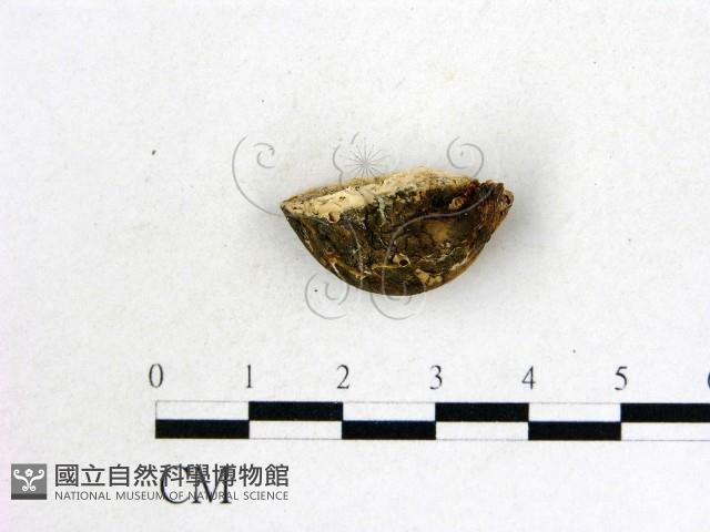 登錄號:F0007825藏品圖，第3張
