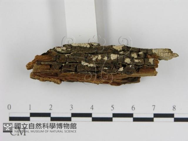 登錄號:F0017825藏品圖，第3張
