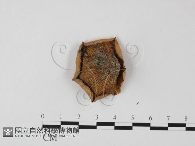 登錄號:F0025825藏品圖，第3張