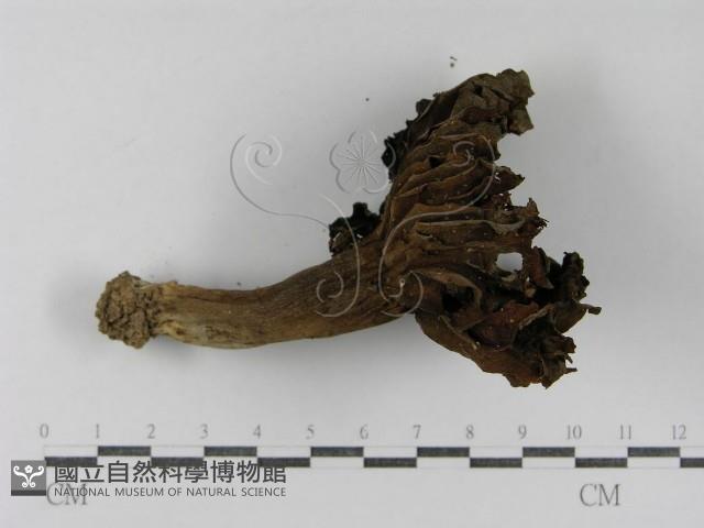登錄號:F0015825藏品圖，第3張