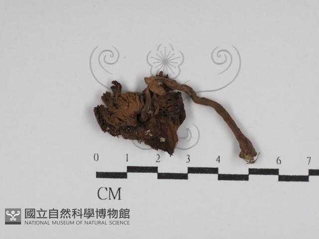 登錄號:F0029825藏品圖，第3張