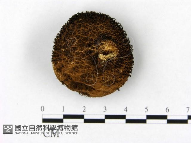登錄號:F0003825藏品圖，第3張