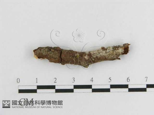 登錄號:F0013825藏品圖，第3張