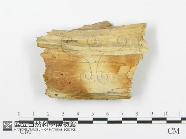 館號:F0000925藏品圖，第3張