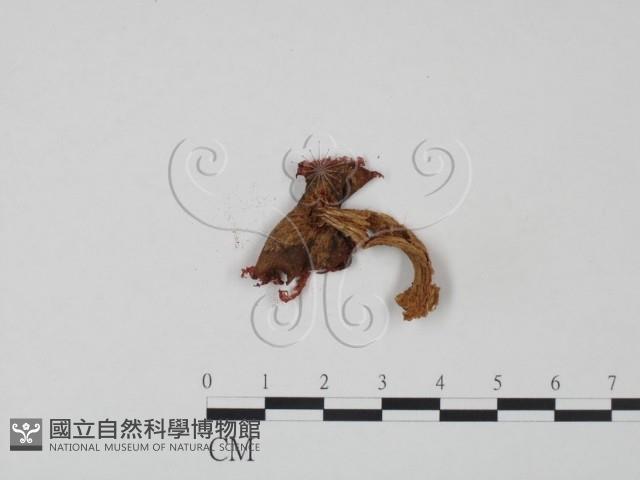 紅菇屬藏品圖，第3張