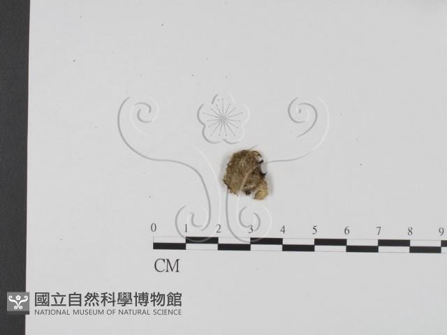 登錄號:F0001925藏品圖，第3張
