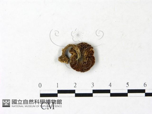登錄號:F0022925藏品圖，第3張