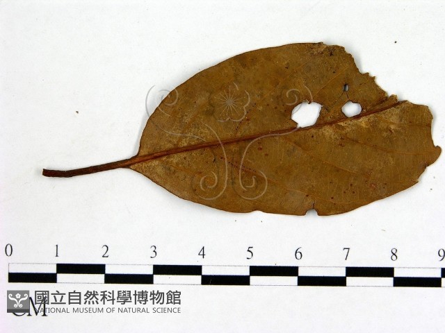 登錄號:F0002925藏品圖，第3張