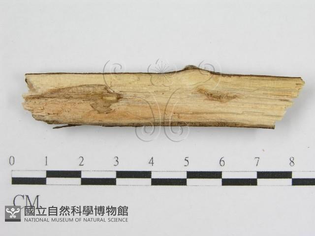 登錄號:F0012925藏品圖，第3張