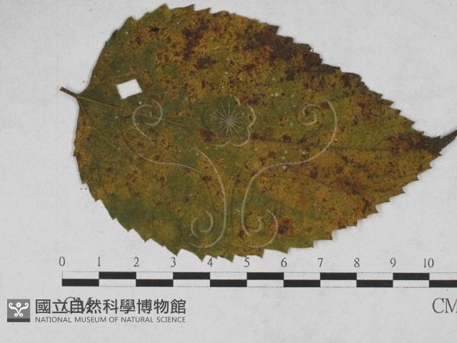 登錄號:F0027925藏品圖，第1張