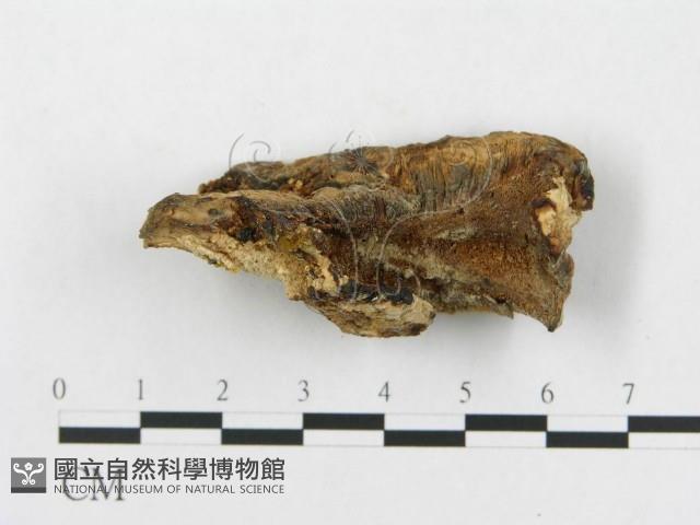 登錄號:F0005925藏品圖，第3張