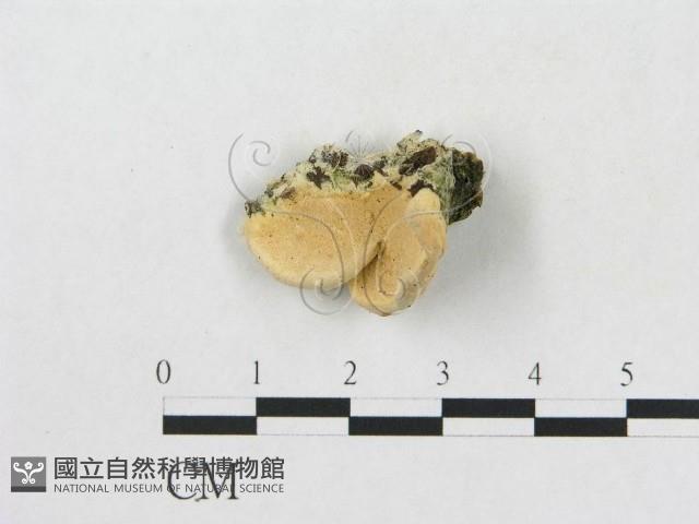 登錄號:F0019925藏品圖，第1張
