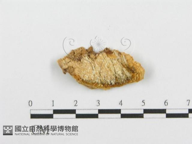 登錄號:F0013925藏品圖，第3張