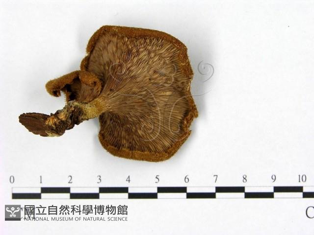 登錄號:F0000625藏品圖，第3張