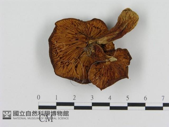 登錄號:F0010625藏品圖，第3張