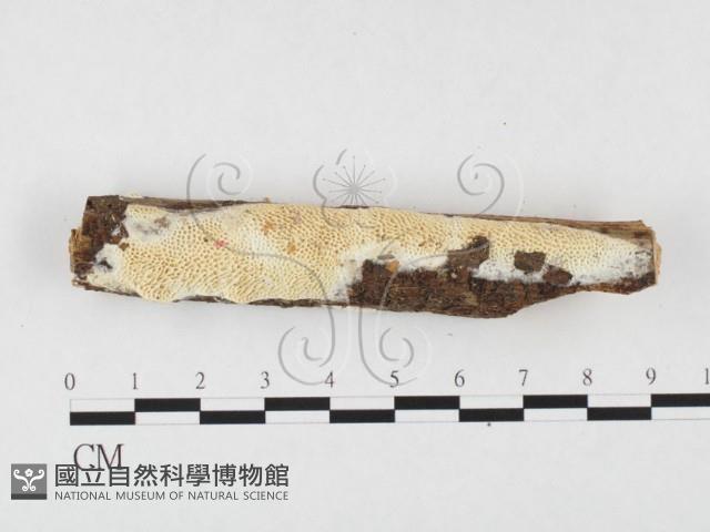 薄孔菌屬藏品圖，第3張