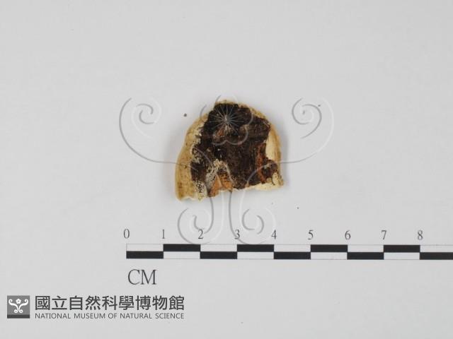 登錄號:F0006625藏品圖，第3張