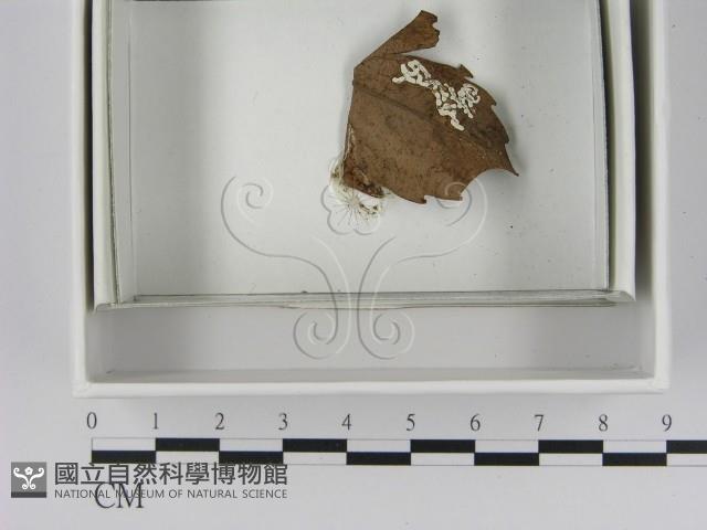 登錄號:F0021625藏品圖，第3張
