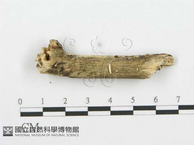 登錄號:F0001625藏品圖，第3張