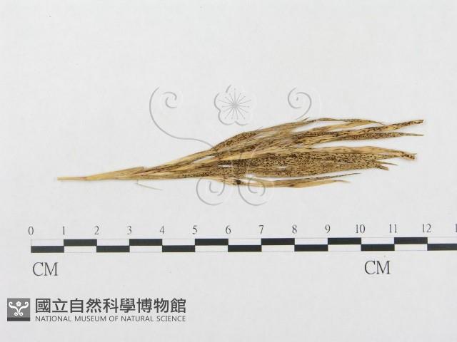 登錄號:F0011625藏品圖，第1張