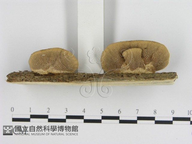 登錄號:F0012625藏品圖，第3張