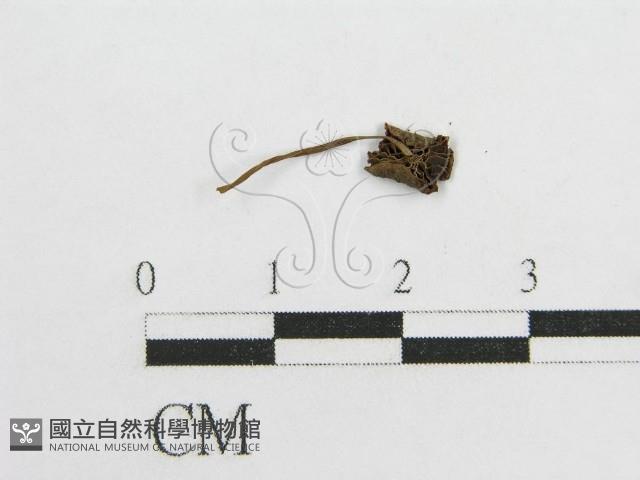 微皮傘屬藏品圖，第3張