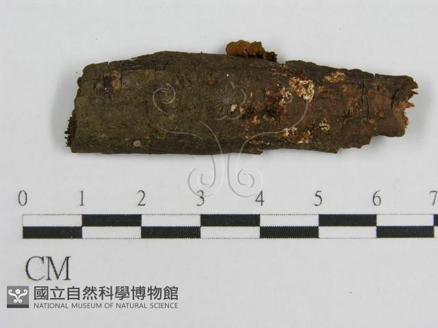 登錄號:F0015625藏品圖，第3張