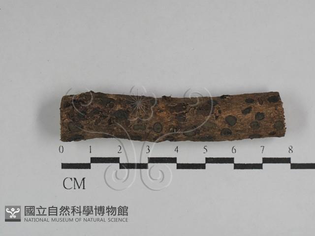 登錄號:F0029625藏品圖，第3張