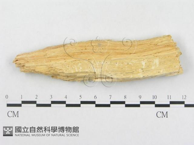 登錄號:F0009625藏品圖，第3張