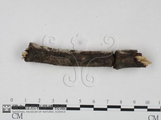 剛毛絲皮菌藏品圖，第3張