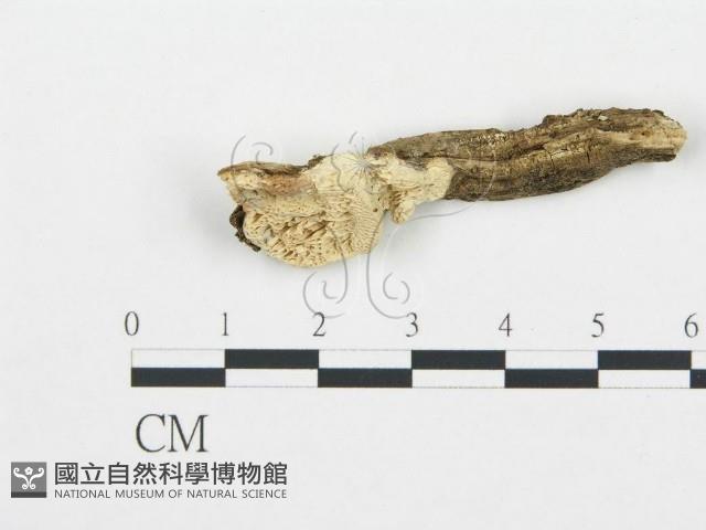 登錄號:F0003625藏品圖，第1張