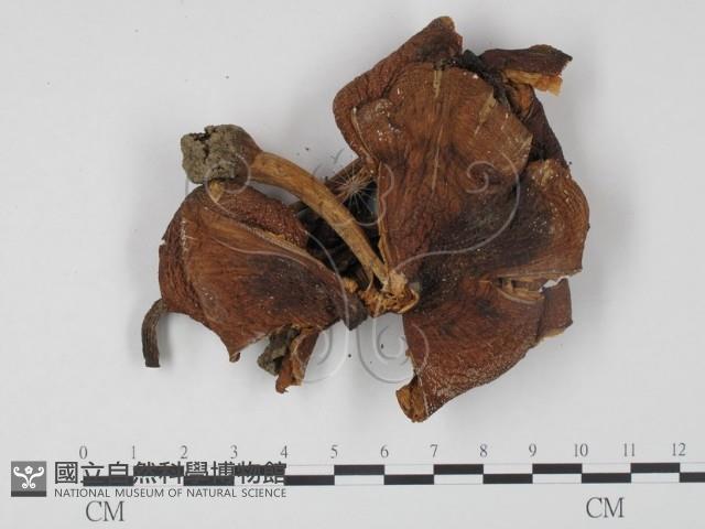 登錄號:F0008425藏品圖，第3張