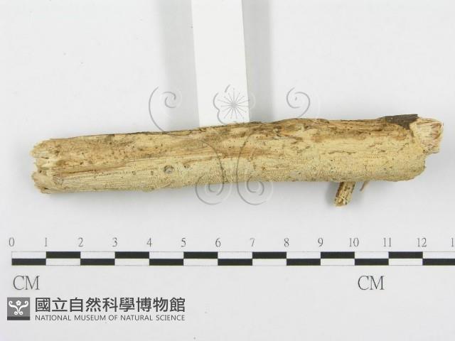 登錄號:F0020425藏品圖，第3張