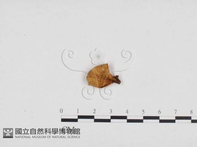 登錄號:F0024425藏品圖，第3張