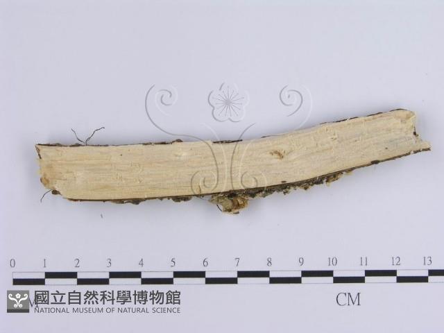 齒耳菌屬藏品圖，第3張